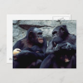 Wildlife Set - Primaten 5 Briefkaart (Voorkant / Achterkant)