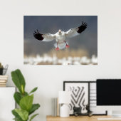 Wildlife Snow Goose Photo Poster (Thuiskantoor)