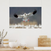Wildlife Snow Goose Photo Poster (Keuken)