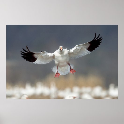 Wildlife Snow Goose Photo Poster (Voorkant)