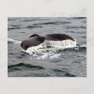 Wildlife Whale Tail Alaska Foto Briefkaart