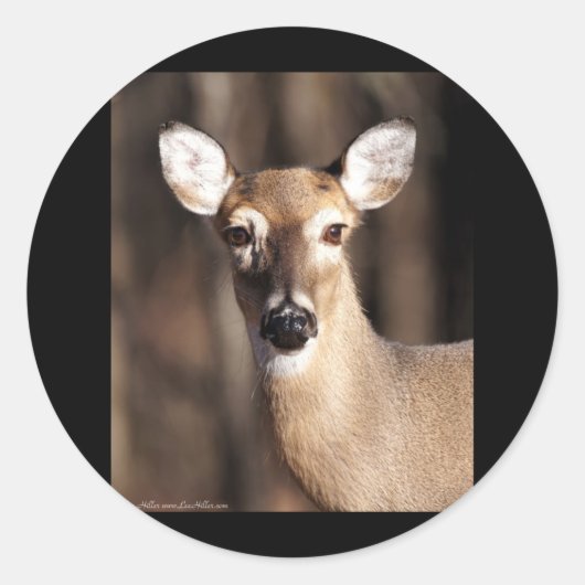 Wildlife Whitetail Deer Doe Portret Ronde Sticker (Voorkant)