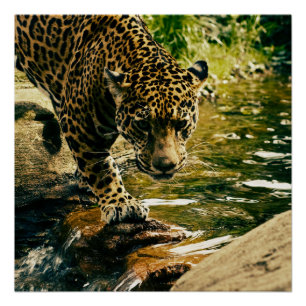 Wildlife Wildcat Animal Leopard Natuur Perfect Poster