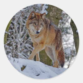 Wildlife Wolf Snow Foto Ronde Sticker