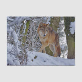 Wildlife Wolf Snow Foto Tissuepapier