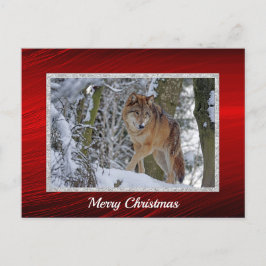 Wildlife Wolf Snow - Kerstmis Briefkaart