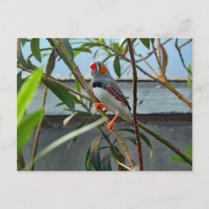 Wildlife Zebra Finch Foto Briefkaart