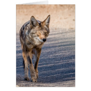 Wiley Coyote