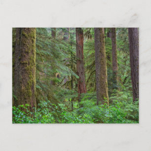 Willamette National Forest   Oregon Briefkaart