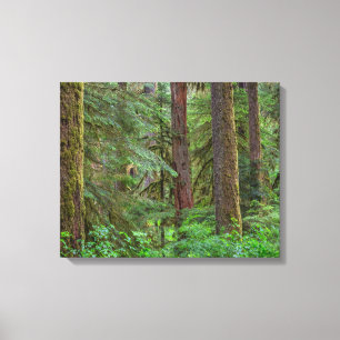 Willamette National Forest   Oregon Canvas Afdruk