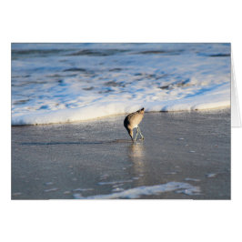 Willet's interessante zoektocht