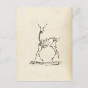 William Cheselden Deer Skeleton Briefkaart