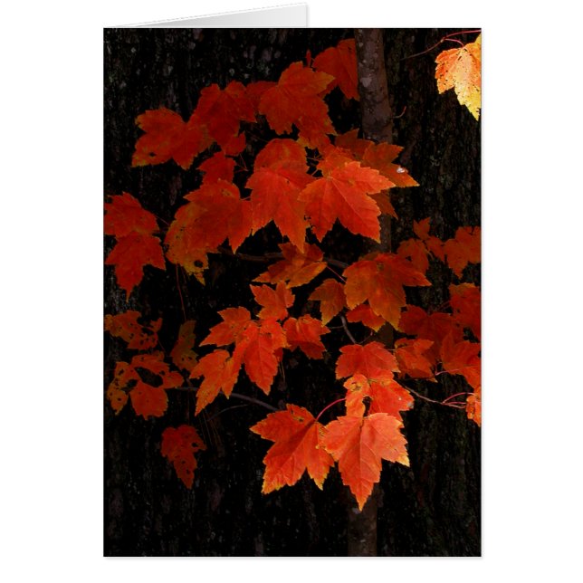 William O'Brien maple-bladeren (Voorkant)