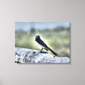 WILLIE WAGTAIL OP HEK LANDELIJK QUEENSLAND AUSTRAL CANVAS AFDRUK (Voorkant)