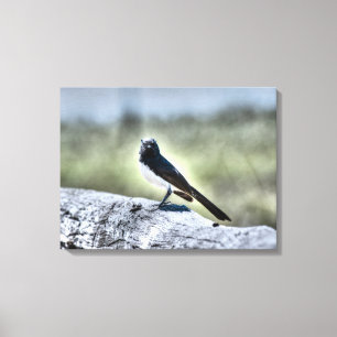 WILLIE WAGTAIL OVER FENCE PLRAL QUEENSLAND AUSTRAL CANVAS AFDRUK