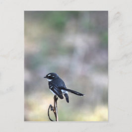 WILLIE WAGTAIL PLRAL QUEENSLAND AUSTRALIË BRIEFKAART