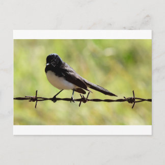 WILLIE WAGTAIL PLRAL QUEENSLAND AUSTRALIË BRIEFKAART
