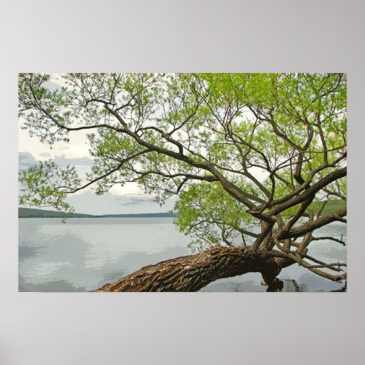 Willow bij het meer poster (Voorkant)