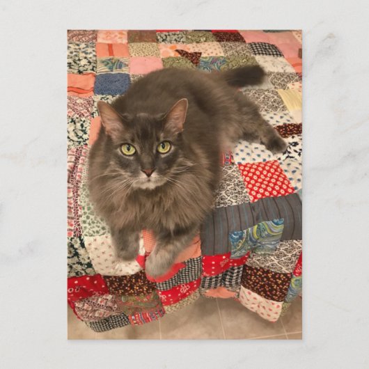 "Willow Cat Sitting" Foto-Briefkaart Briefkaart (Voorkant)