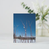 Willow Catkin Portrait Briefkaart (Staand voorkant)