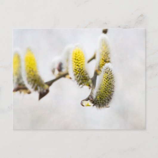 Willow Catkins - Silver World Briefkaart (Voorkant)