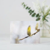 Willow Catkins - Silver World Briefkaart (Staand voorkant)