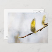 Willow Catkins - Silver World Briefkaart (Voorkant / Achterkant)