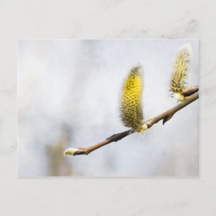 Willow Catkins - Silver World Briefkaart