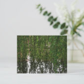 Willow de pleurs avec carte postale d'étang (Debout devant)