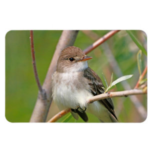 Willow Flycatcher Magneet