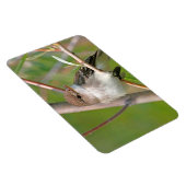 Willow Flycatcher Magneet (Rechterzijde)