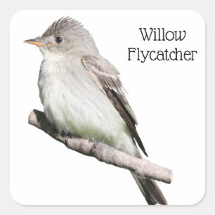 Willow Flycatcher Vierkante Sticker