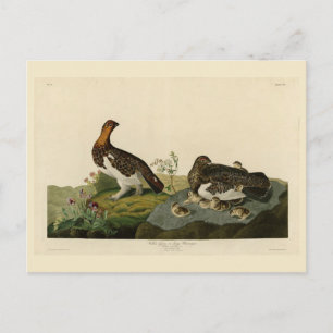 Willow Grous (Grouse) - Amerikaanse vogels Briefkaart