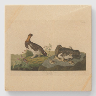 Willow Grous (Grouse) - Amerikaanse vogels Stenen Onderzetter