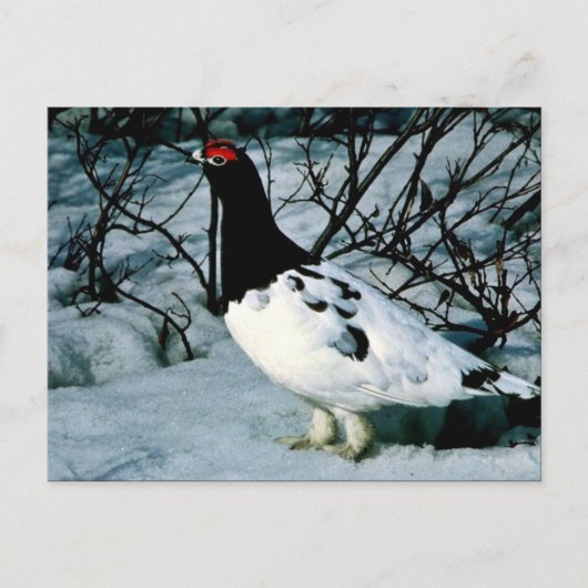 Willow Ptarmigan Briefkaart (Voorkant)