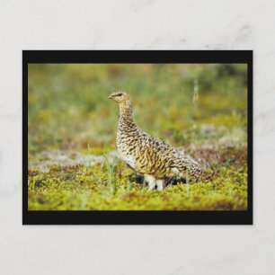Willow ptarmigan briefkaart