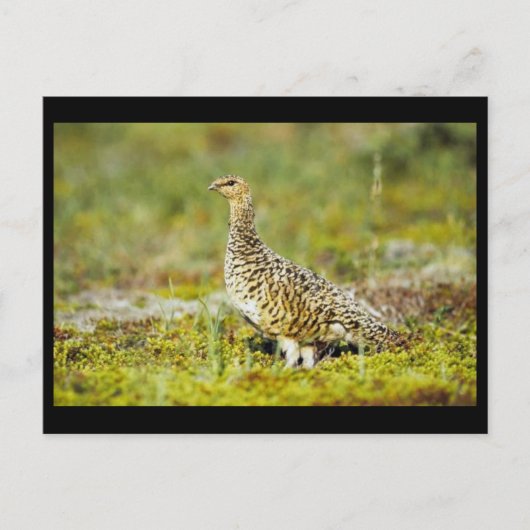 Willow ptarmigan briefkaart (Voorkant)