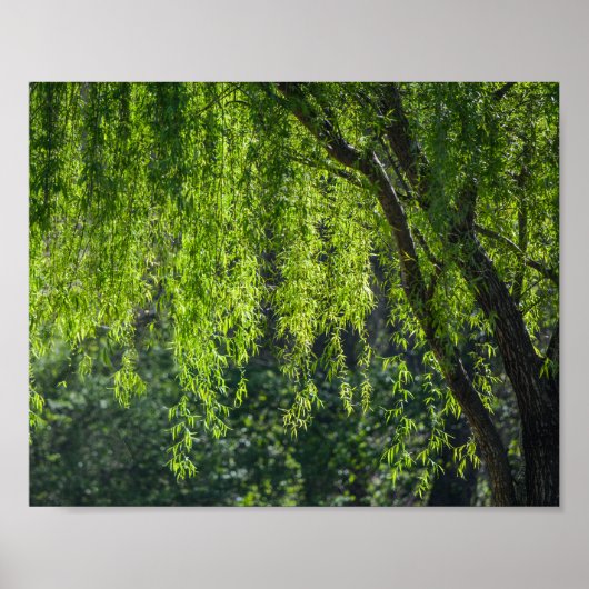 Willow Tree Green-Natuur Poster (Voorkant)