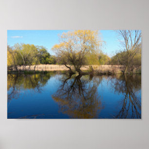 Willows Reeds en Pond in Spring Poster