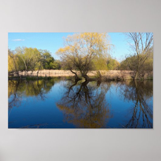 Willows Reeds en Pond in Spring Poster (Voorkant)