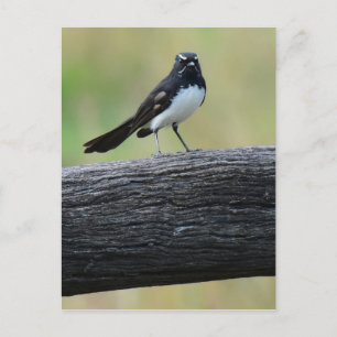 WILLY WAGTAIL ON FENCE QUEENSLAND AUSTRALIË BRIEFKAART