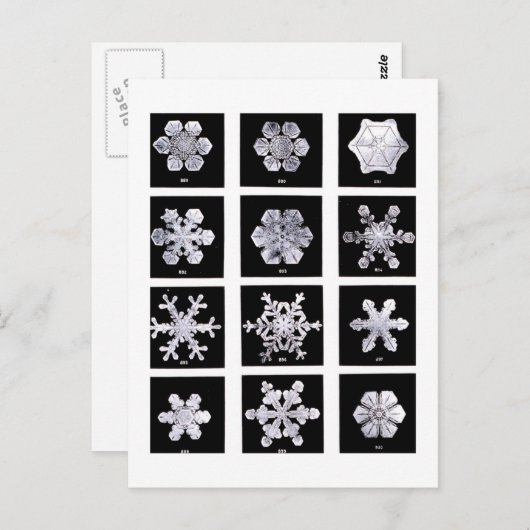 Wilson Bentley Snowflakes Briefkaart (Voorkant / Achterkant)