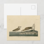Wilson's liefhebber van Audubon's vogels van Ameri Briefkaart (Voorkant / Achterkant)