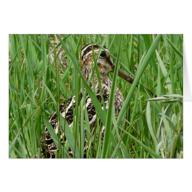 Wilson's Snipe (Voorkant Horizontaal)