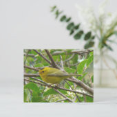 Wilson's Warbler 1 carte postale (Debout devant)