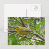 Wilson's Warbler 1 carte postale (Devant / Derrière)