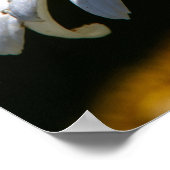 Wilted Poster (Hoek)