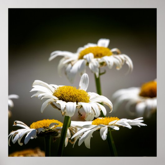 Wilted Poster (Voorkant)