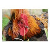 Wind Gust (Voorkant Horizontaal)