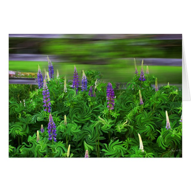 Wind in de Lupines (Voorkant Horizontaal)